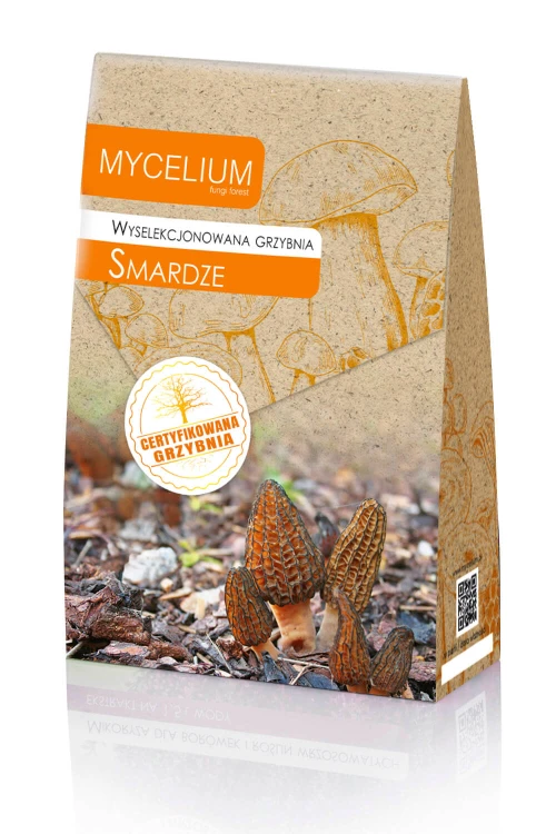 Grzybnia-smardza.jpg