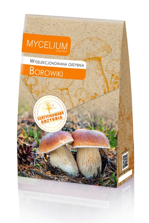 grzybnia-borowiki.jpg