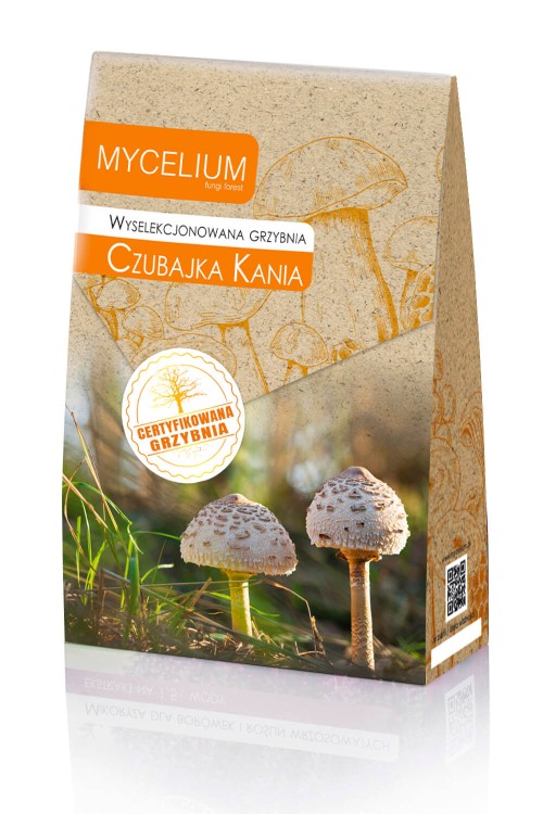 Grzybnia-czubajka-kania.jpg