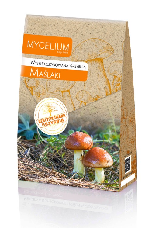 grzybnia-maslaki.jpg