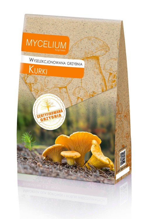 grzybnia-kurki.jpg