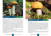 9788383483740_Kieszonkowy-atlas-grzybow_2.jpg