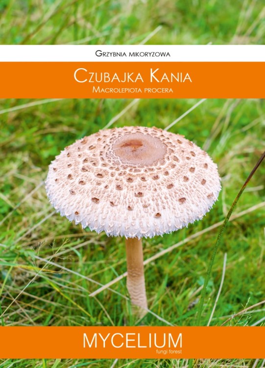 grzybnia-czubajka-kania.jpg