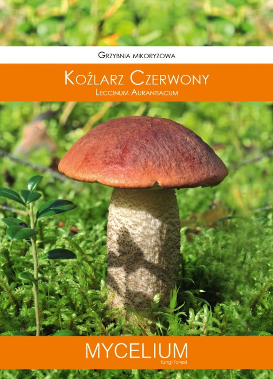 grzybnia-kozlarz-czerwony.jpg