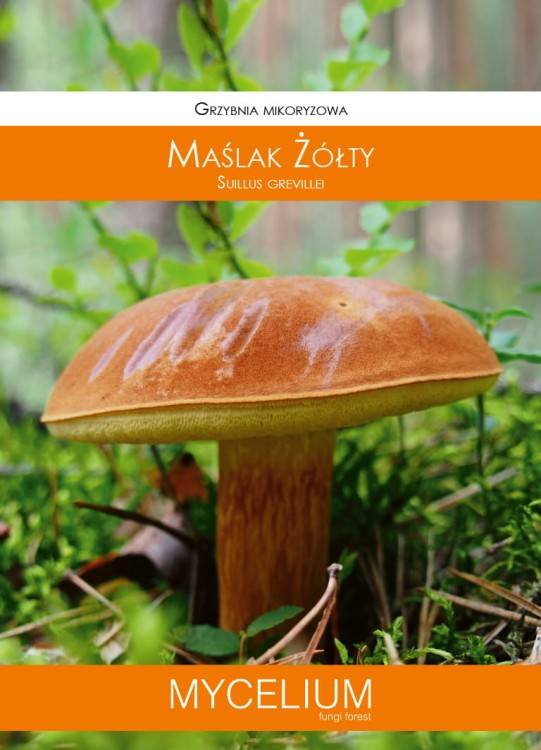 grzybnia-maslak-zolty.jpg